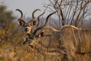 Sabi Sabi Bush Lodge