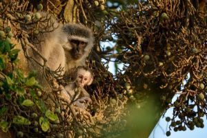 Sabi Sabi Bush Lodge