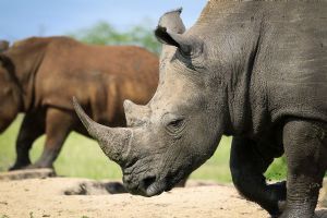 Sabi Sabi Bush Lodge