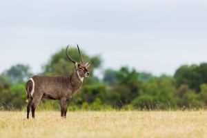 Sabi Sabi Earth Lodge