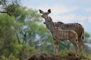 Sabi Sabi Earth Lodge