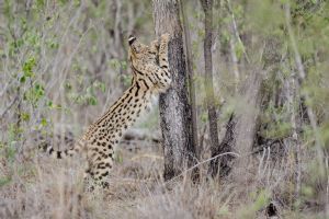 Sabi Sabi Earth Lodge