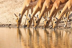 Sabi Sabi Little Bush Camp