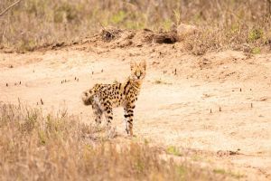 Sabi Sabi Little Bush Camp