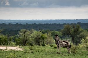 Sabi Sabi Little Bush Camp