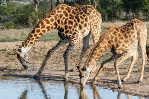 Sabi Sabi Little Bush Camp