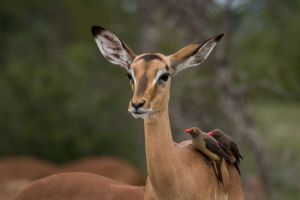 Sabi Sabi Little Bush Camp