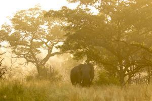 Sabi Sabi Selati Camp