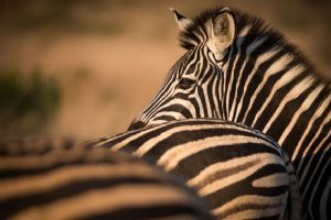 Sabi Sabi Selati Camp