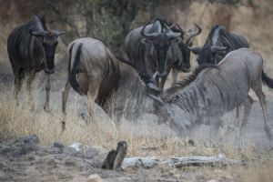 Sabi Sabi Selati Camp