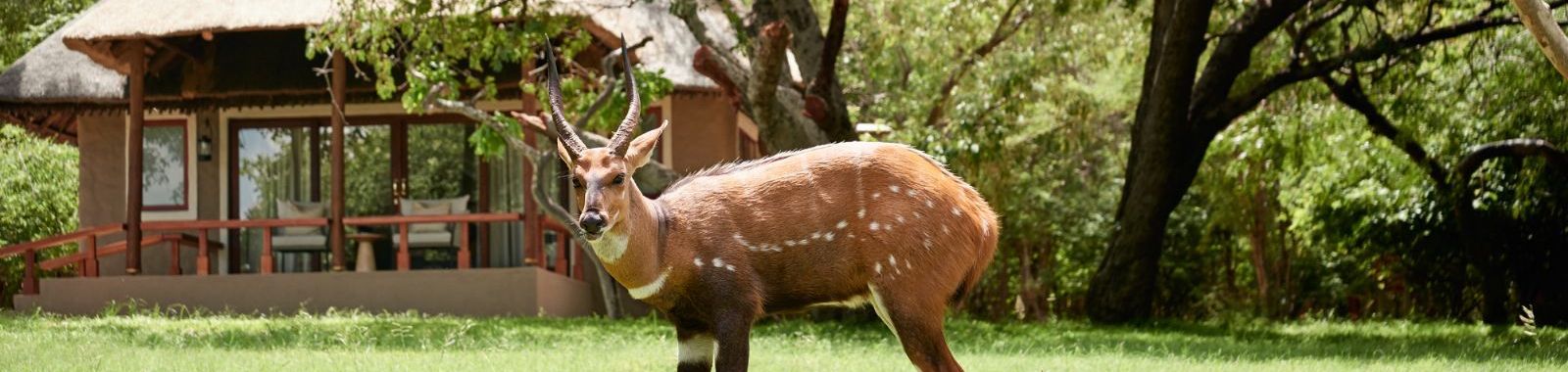 Sanctuary Chobe Chilwero