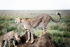 Sanctuary Kichakani Serengeti Camp