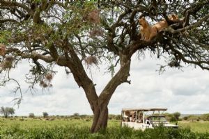 Sanctuary Kichakani Serengeti Camp