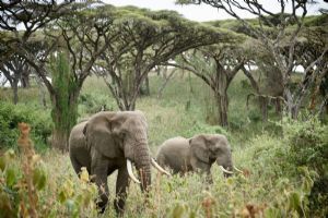 Sanctuary Ngorongoro Crater Camp