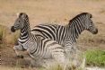 Savanna Private Game Reserve