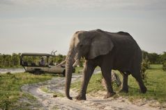 Belmond Savute Elephant Lodge