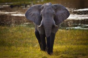 Belmond Savute Elephant Lodge