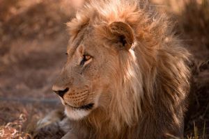 Belmond Savute Elephant Lodge