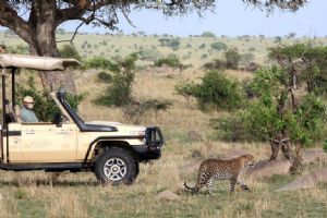 Serengeti Bushtops Lodge