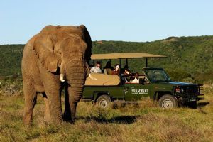 Shamwari Game Reserve