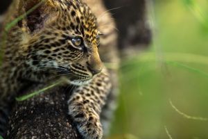 Singita Boulders Lodge