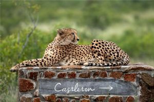 Singita Castleton