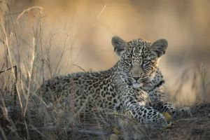 Singita Ebony Lodge