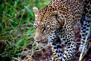 Singita Lebombo Lodge