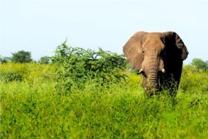 Singita Pamushana