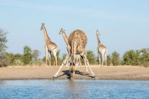 Singita Pamushana