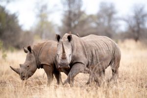 Singita Sweni Lodge