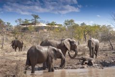 The Elephant Camp, Victoria Falls