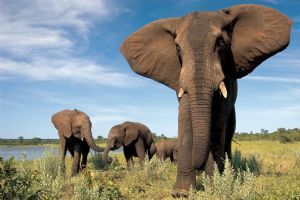 The Elephant Camp, Victoria Falls