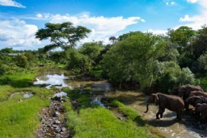 The Wallow Lodge