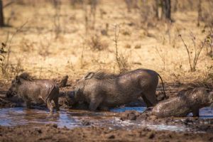 The Wallow Lodge