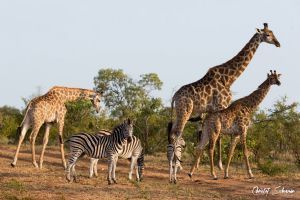 Tintswalo Safari Lodge