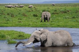 Elewana Tortilis Camp Amboseli