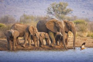 Tuningi Safari Lodge