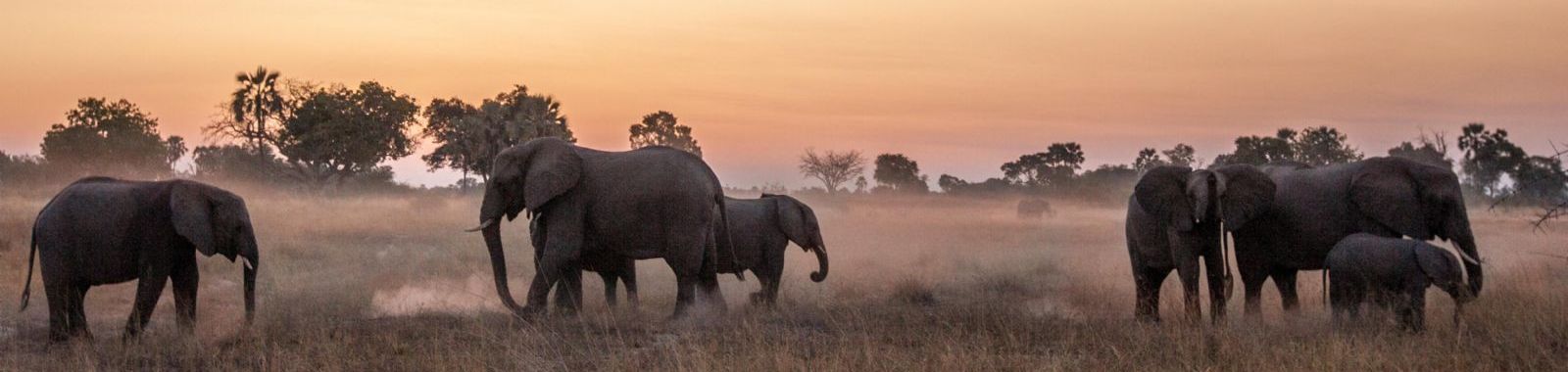 Wilderness Chitabe Lediba