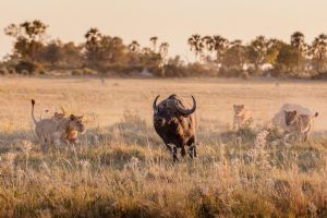 Wilderness Chitabe Lediba