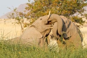 Wilderness Desert Rhino Camp