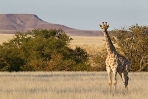 Wilderness Desert Rhino Camp