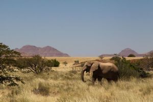 Wilderness Desert Rhino Camp