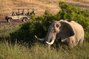 Wilderness Desert Rhino Camp