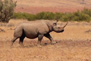 Wilderness Desert Rhino Camp