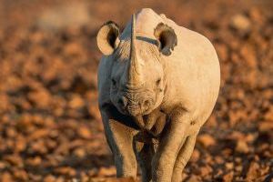 Wilderness Desert Rhino Camp