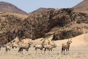 Wilderness Hoanib Skeleton Coast Camp