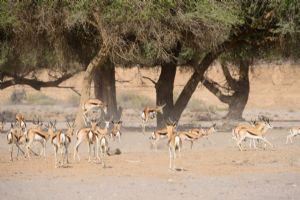 Wilderness Hoanib Skeleton Coast Camp