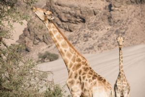 Wilderness Hoanib Skeleton Coast Camp