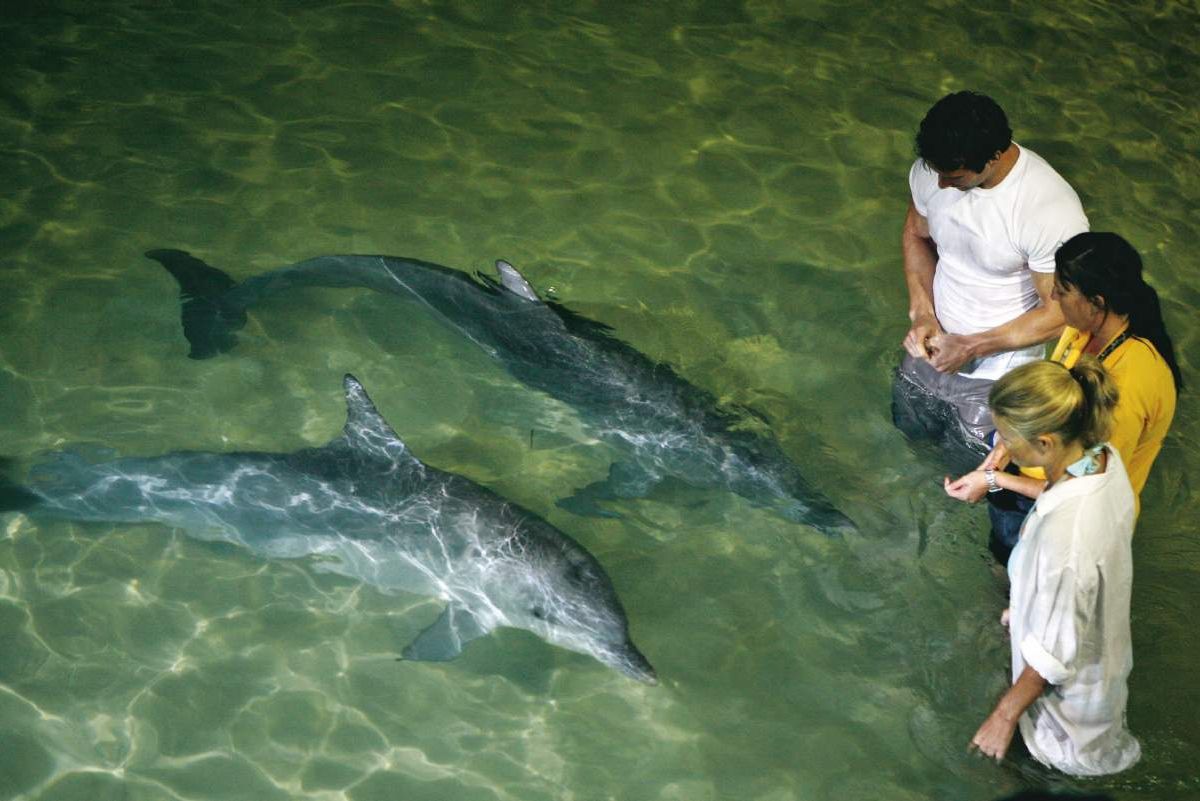 Tangalooma Dolphin Adventure